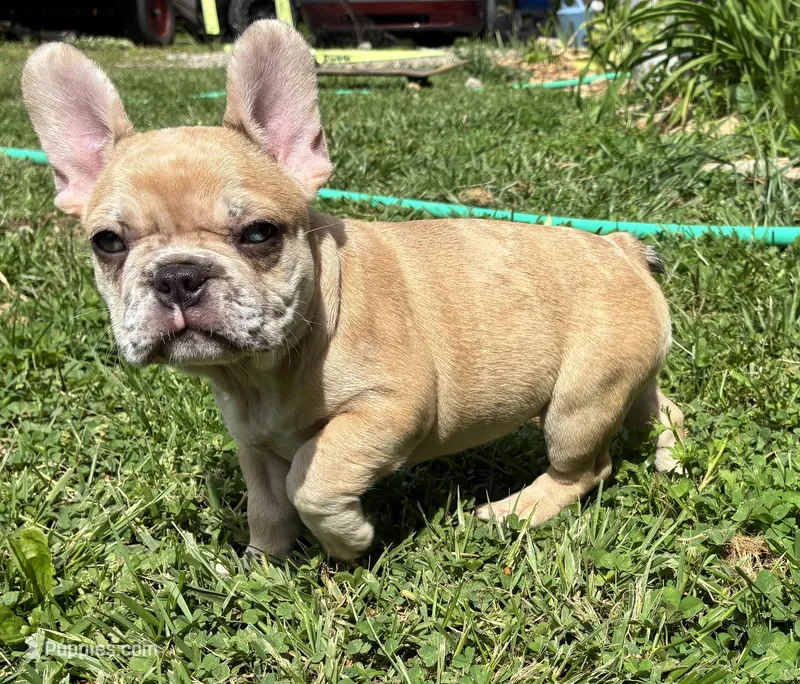 Daffy – French Bulldog puppy for sale in Ball Ground, GA