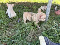 Daffy, a female French Bulldog for sale in Ball Ground, GA – Photo 6 of 6