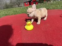 Daffy, a female French Bulldog for sale in Ball Ground, GA – Photo 5 of 6