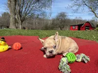 Daffy, a female French Bulldog for sale in Ball Ground, GA – Photo 4 of 6