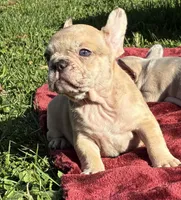 Daffy, a female French Bulldog for sale in Ball Ground, GA – Photo 1 of 6