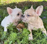 Daffy, a female French Bulldog for sale in Ball Ground, GA – Photo 3 of 6