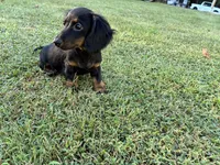 Raven, a female Miniature Dachshund for sale in Ball Ground, GA – 4 of 5