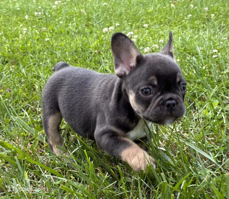 Half Pint – French Bulldog puppy for sale in Ball Ground, GA
