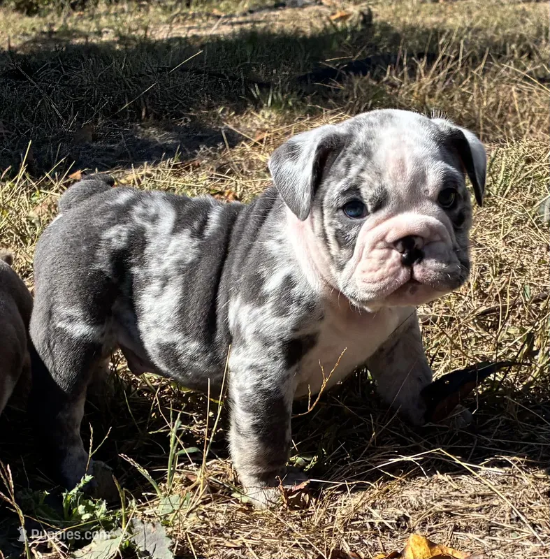 Sonny – English Bulldog puppy for sale in Ball Ground, GA