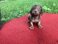 Beauties, a male Miniature Dachshund for sale in Ball Ground, GA – Photo 9 of 10