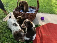 Beauties, a male Miniature Dachshund for sale in Ball Ground, GA – Photo 5 of 10