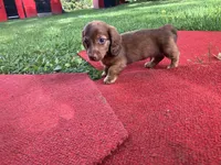 Beauties, a male Miniature Dachshund for sale in Ball Ground, GA – Photo 7 of 10
