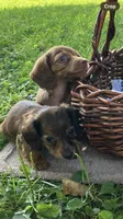 Beauties, a male Miniature Dachshund for sale in Ball Ground, GA – Photo 4 of 10