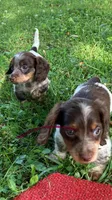 Beauties, a male Miniature Dachshund for sale in Ball Ground, GA – Photo 3 of 10