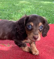 Beauties, a male Miniature Dachshund for sale in Ball Ground, GA – Photo 2 of 10