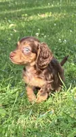 Beauties, a male Miniature Dachshund for sale in Ball Ground, GA – Photo 8 of 10