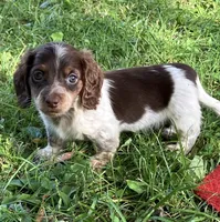 Beauties, a male Miniature Dachshund for sale in Ball Ground, GA – Photo 1 of 10