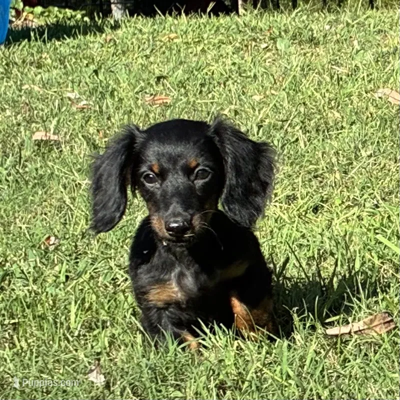 Raven – Miniature Dachshund puppy for sale in Ball Ground, GA