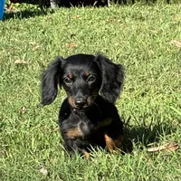 Raven, a female Miniature Dachshund for sale in Ball Ground, GA – 1 of 5