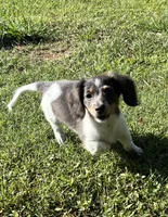 Pippin , a female Miniature Dachshund for sale in Ball Ground, GA – 5 of 5