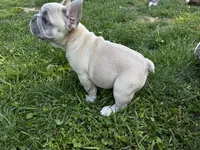 Jessy, a female French Bulldog for sale in Ball Ground, GA – 2 of 5