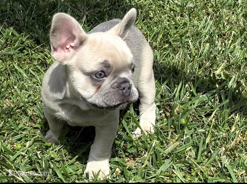 Jessy – French Bulldog puppy for sale in Ball Ground, GA