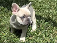 Jessy, a female French Bulldog for sale in Ball Ground, GA – 1 of 5