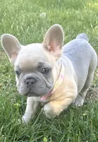 Jessy, a female French Bulldog for sale in Ball Ground, GA – 3 of 5