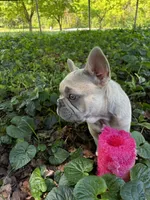 Jessy, a female French Bulldog for sale in Ball Ground, GA – 4 of 5