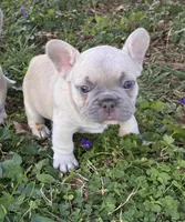 Jessy, a female French Bulldog for sale in Ball Ground, GA – 5 of 5