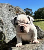 Maisy, a female English Bulldog for sale in Ball Ground, GA – 4 of 4