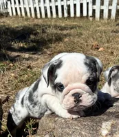 Daisy, a female English Bulldog for sale in Ball Ground, GA – 3 of 5