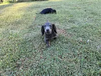 Doogie, a male Miniature Dachshund for sale in Ball Ground, GA – 2 of 2