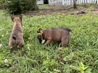 Sara Lee, a female French Bulldog for sale in Ball Ground, GA – 4 of 4