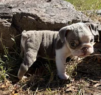Pippi, a female English Bulldog for sale in Ball Ground, GA – 3 of 4