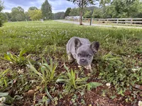 Balue Bate, a female French Bulldog for sale in Ball Ground, GA – 6 of 6