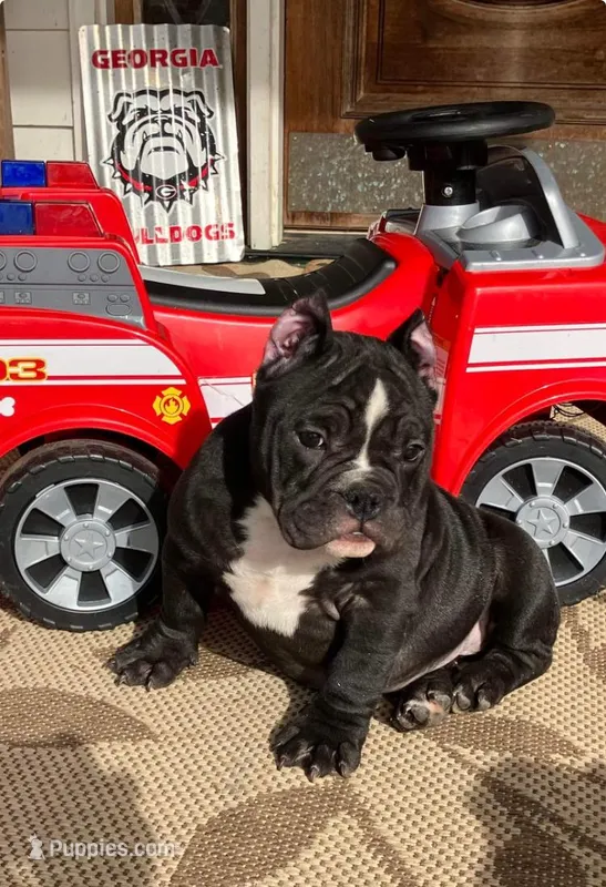 Vivi, a female American Bully for sale in Ball Ground, GA – Photo 1 of 7