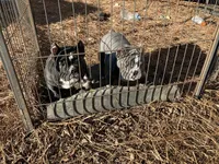 Vivi, a female American Bully for sale in Ball Ground, GA – Photo 7 of 7