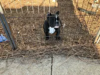 Vivi, a female American Bully for sale in Ball Ground, GA – Photo 5 of 7