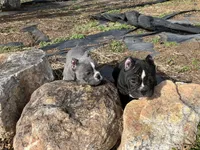 Vivi, a female American Bully for sale in Ball Ground, GA – Photo 4 of 7