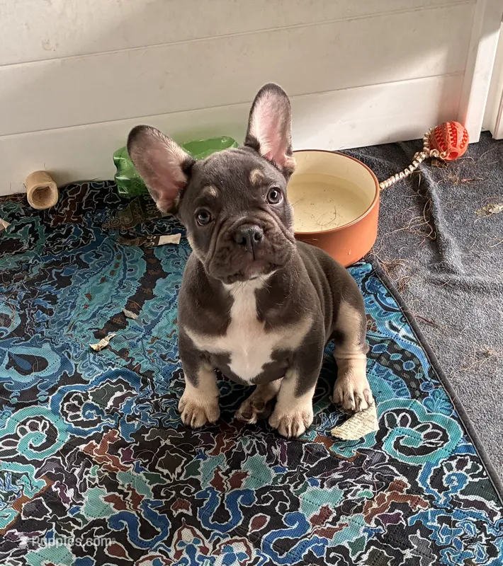Bodey – French Bulldog puppy for sale in Ball Ground, GA