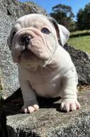 Maisy, a female English Bulldog for sale in Ball Ground, GA – 2 of 4