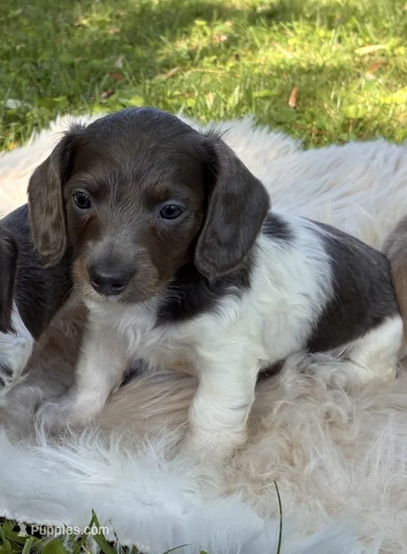 Moon star  – Miniature Dachshund puppy for sale in Ball Ground, GA