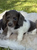 Moon star , a female Miniature Dachshund for sale in Ball Ground, GA – 1 of 5