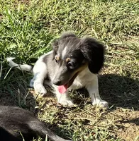 Pippin , a female Miniature Dachshund for sale in Ball Ground, GA – 2 of 5