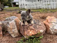 Balue Bate, a female French Bulldog for sale in Ball Ground, GA – 5 of 6