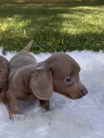 Penny, a female Miniature Dachshund for sale in Ball Ground, GA – 4 of 5