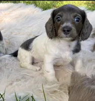 Moon star , a female Miniature Dachshund for sale in Ball Ground, GA – 2 of 5
