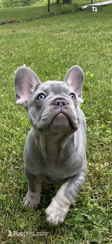 Tucker – French Bulldog puppy for sale in Ball Ground, GA