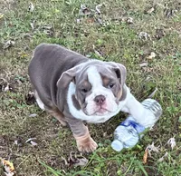 Gurty, a female English Bulldog for sale in Ball Ground, GA – 3 of 5