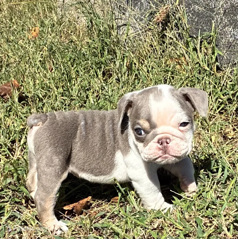 Pippi – English Bulldog puppy for sale in Ball Ground, GA