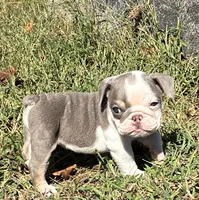 Pippi, a female English Bulldog for sale in Ball Ground, GA – 1 of 4