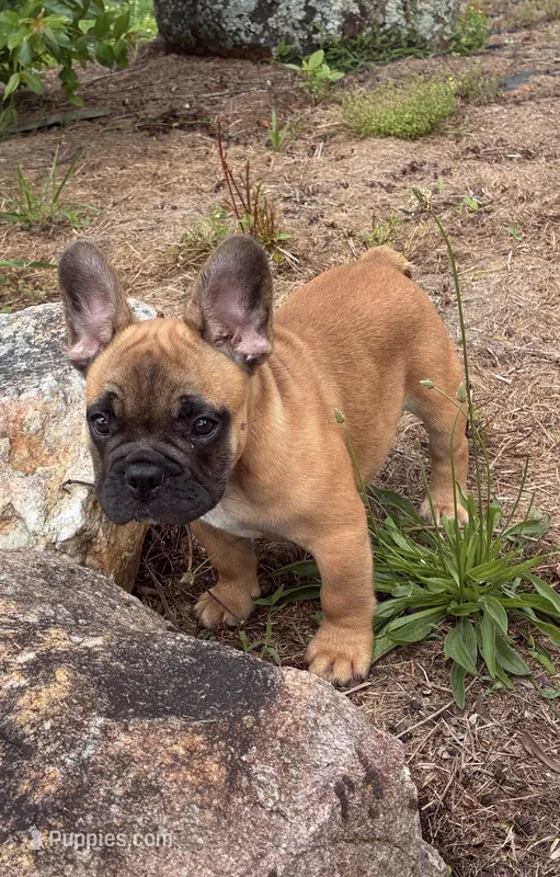 Cyris – French Bulldog puppy for sale in Ball Ground, GA