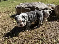 Sonny, a male English Bulldog for sale in Ball Ground, GA – 5 of 5
